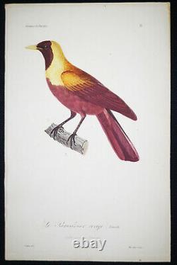 1833, Prêtre/Lesson set -2- Watercolour Rare Monograph Birds of Paradise Y62F