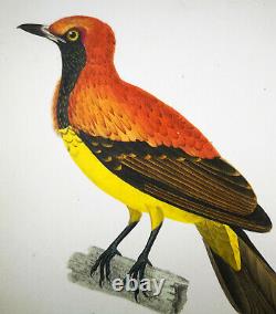 1833, Prêtre/Lesson set -3- Watercolour Rare Monograph on Birds Paradise Y6BW