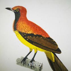 1833, Prêtre/Lesson set -3- Watercolour Rare Monograph on Birds Paradise Y6BW