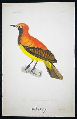 1833, Prêtre/Lesson set -3- Watercolour Rare Monograph on Birds Paradise Y6BWX