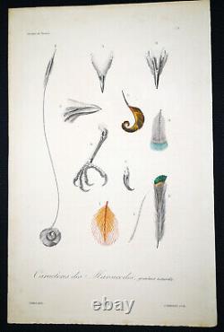 1833, Prêtre/Lesson set -4- Watercolour Rare Monograph on Birds of Paradise Y634D