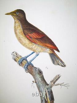 1833, Prêtre/Lesson set -4- Watercolour Rare Monograph on Birds of Paradise Y634D