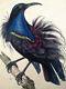1833, Prêtre/lesson Set -4- Watercolour Rare Monograph On Birds Of Paradise Y68tp