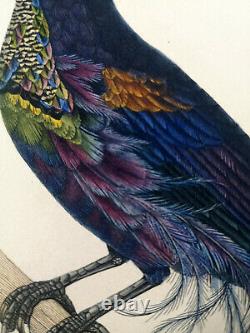 1833, Prêtre/Lesson set -4- Watercolour Rare Monograph on Birds of Paradise Y68TP