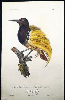 1833, Prêtre/Lesson set -4- Watercolour Rare Monograph on Birds of Paradise Y6KQR