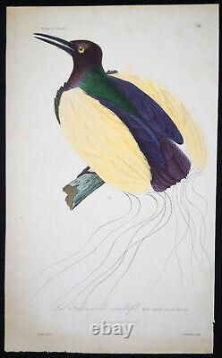 1833, Prêtre/Lesson set -4- Watercolour Rare Monograph on Birds of Paradise Y6KQR