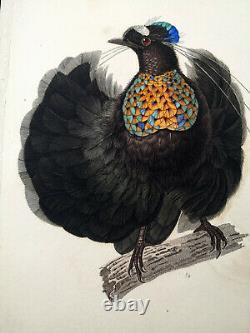 1833, Prêtre/Lesson set -5- watercolour Rare Monograph Birds of Paradise Y617123