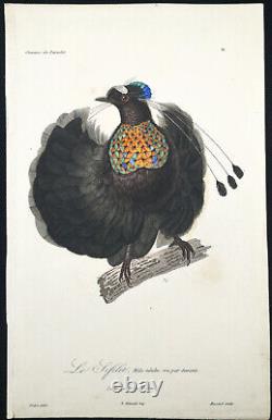 1833, Prêtre/Lesson set -5- watercolour Rare Monograph Birds of Paradise Y617123