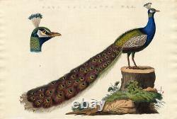 2 Antique Bird Print-BLUE-INDIAN PEAFOWL-Nozeman-1770