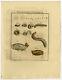 3 Antique Prints-flea-development-siphonaptera-2-rosel Van Rosenhof-1765