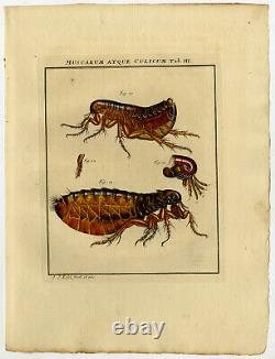 3 Antique Prints-FLEA-DEVELOPMENT-SIPHONAPTERA-2-Rosel van Rosenhof-1765
