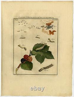 3 Antique Prints-SILKWORM-BOMBYX MORI-SILKMOTH-7/9-Rosel van Rosenhof-1765