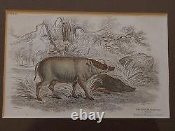 5 Set Antique 1835 Lizars Original Print Framed Art Hand Colored Pig Boar Nature