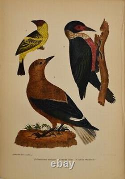 ALEXANDER WILSON & W. H. LIZARS-Set of 48 Hand Colored Book Plate Lithos- Birds
