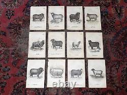 Authentic Antique 19th Century Sheep Lithographs- Set of 12