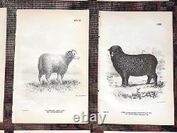 Authentic Antique 19th Century Sheep Lithographs- Set of 12