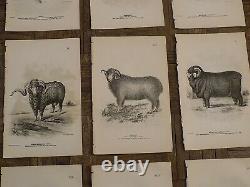 Authentic Antique 19th Century Sheep Lithographs- Set of 15