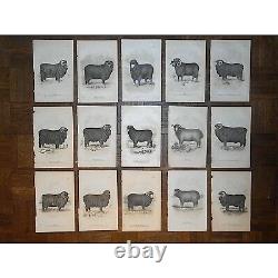Authentic Antique 19th Century Sheep Lithographs- Set of 15