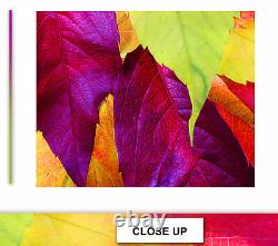 Autumn Forest Leaves Photo on Canvas Print Framed Wall Art Ready to Hang Decor