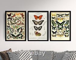Butterflies Set of 3 Adolphe Millot Art Prints Butterfly Poster Animal 2