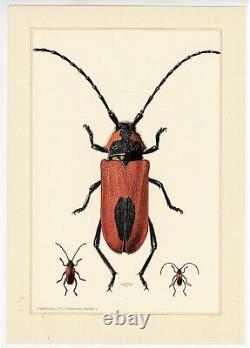 European INSECTS 1961 Portfolio of 197 German Lithographs
