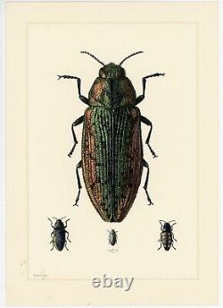European INSECTS 1961 Portfolio of 197 German Lithographs