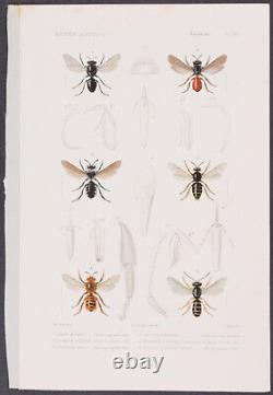 Flying Insect print engraving Georges Cuvier 1849- Set of 17 Prints