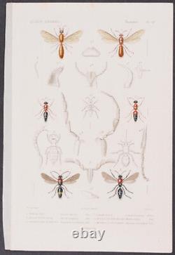 Flying Insect print engraving Georges Cuvier 1849- Set of 17 Prints