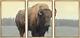 Framed Canvas Print Wall Art Set Yellowstone National Park Grasslands Bison Anim