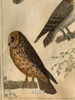 Georges Louis LeClerc/Comte de Buffon Atlas des oiseaux 2 hand colored engraving