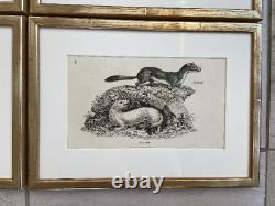 Heath Sculp six animal antique prints set beautifully framed