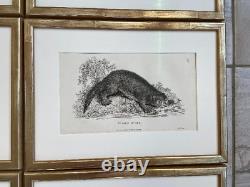 Heath Sculp six animal antique prints set beautifully framed