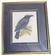 J G Keulemans Lithograph Bluebellied & Temmincks Roller Bird Print Set