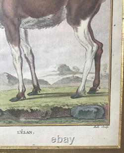 L'Elan & Le Sajou Brun Color Engraved Animal Prints(framed) Set Of 2