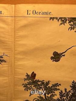 Lithograph Oceania Antique 1838 Hand Colored Watercolor Animals Fauna Flora