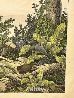 Lithograph Oceania Antique 1838 Hand Colored Watercolor Animals Fauna Flora