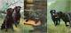 Nigel Hemming Work Rest & Play Set (unframed) Black Labradors Labs Gun Dogs Art