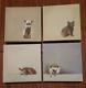 Oopsy Daisy Set Of 4 Baby Animals Cathy Walters Canvas Wall Hanging Art