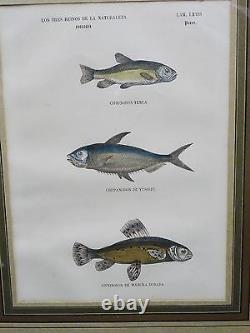 PAIR of FRAMED ANTIQUE 19 c. SPANISH HAND COLORED ENGRAVING FISH SPECIES
