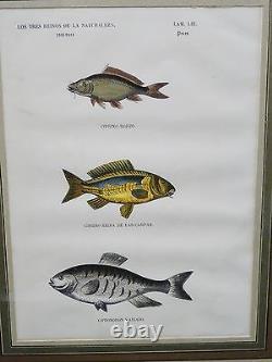 PAIR of FRAMED ANTIQUE 19 c. SPANISH HAND COLORED ENGRAVING FISH SPECIES