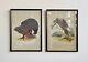 Pair Of Vintage Bird Prints With Black Frames By Grant's