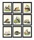 Rabbit Bunny Animal Pet Wall Art Set Of 9 Prints Beautiful Antique Unframed