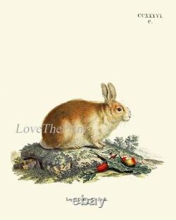 Rabbit Bunny Animal Pet Wall Art Set of 9 Prints Beautiful Antique Unframed