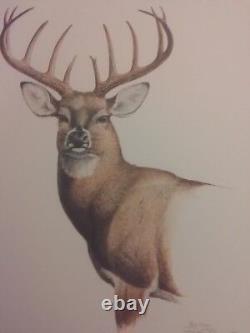 Ray Harm Whitetail Deer 3/4 View- 30 Year Old Print-mint Condition-so Lifelike