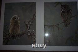 Robert Bateman Continuing Generations Spotted Owls s/n limited edition set