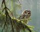 Robert Bateman Mossy Branches Spotted Owl Prestige Edition 2 Print Set