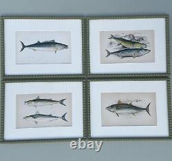 Set Of 4 bobbin framed original antique 150yr old fishes of The British Isles