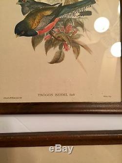 Set Of 6 J Gould & H C Richter Lithograph Birds Trogon Elegans Framed
