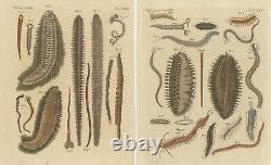 Set of 2 Antique Prints of various Sea Worms or Marine Worms
