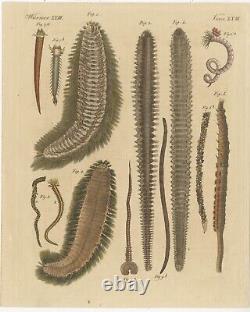 Set of 2 Antique Prints of various Sea Worms or Marine Worms